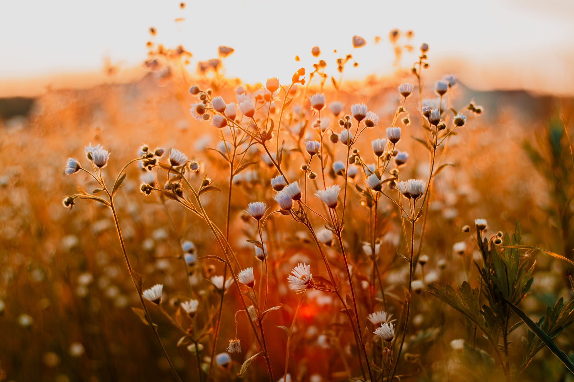 Tuesday WriteO Poetry Prompt: Extinguish