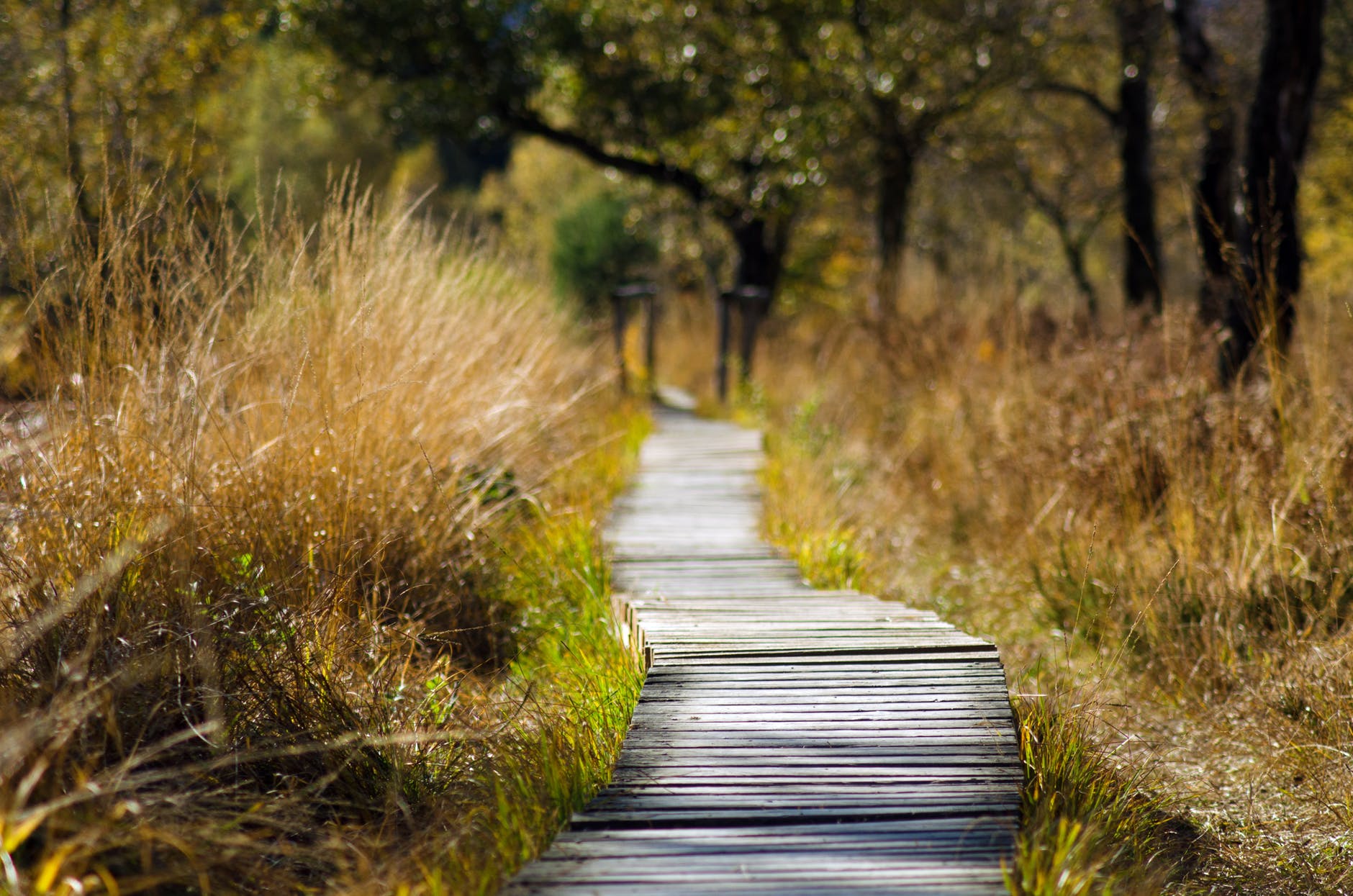 adventure boardwalk countryside daylight