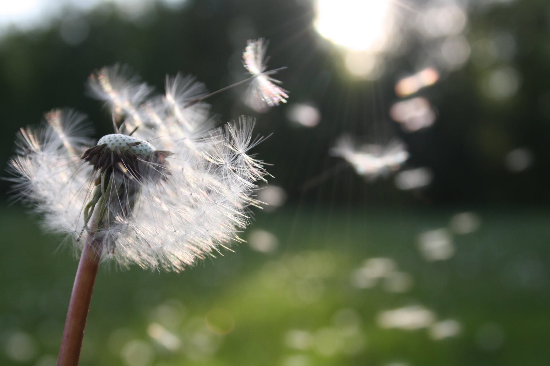 Saturday WriteO Prompt: Wish
