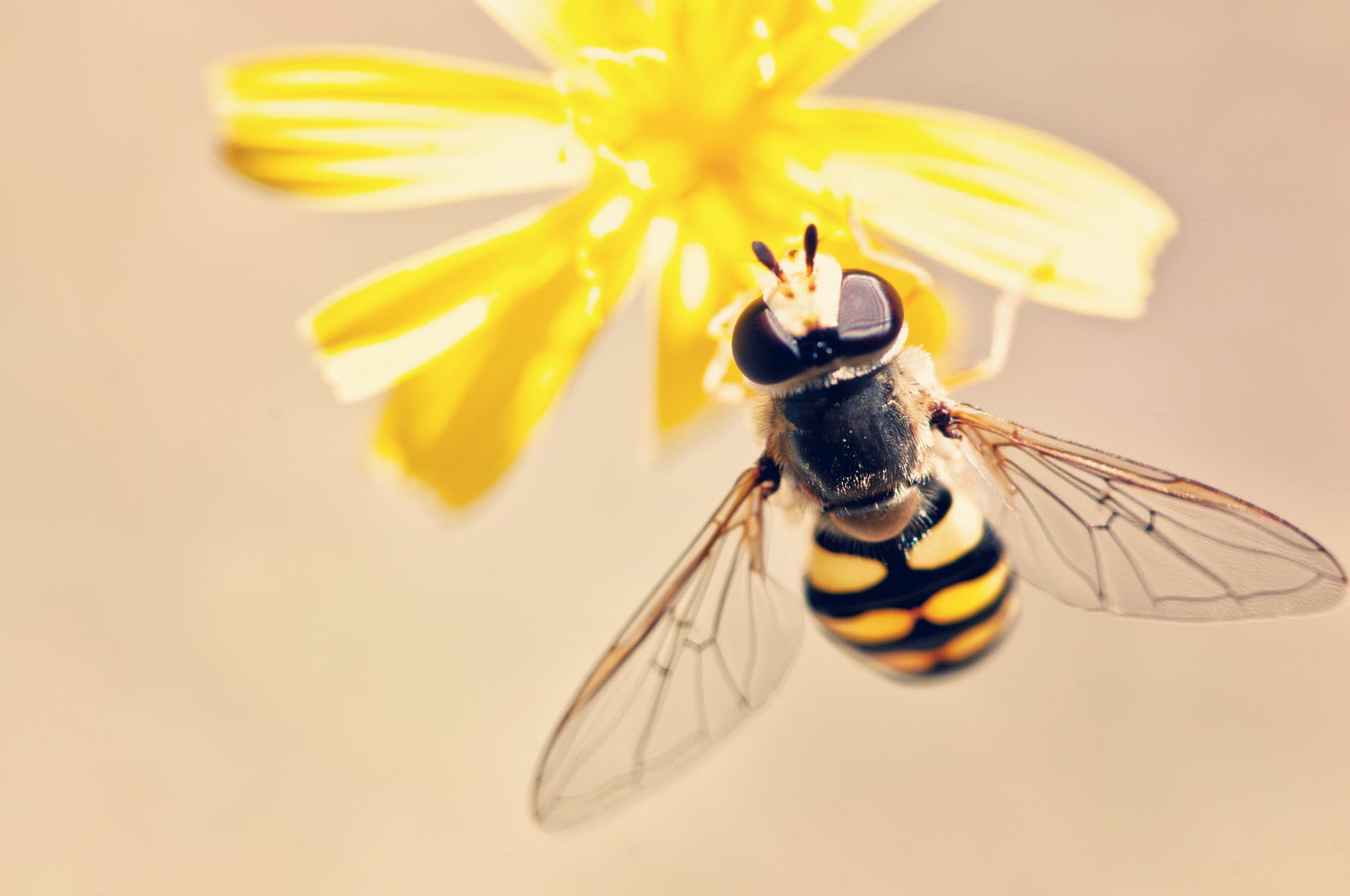 Busy Little Bee