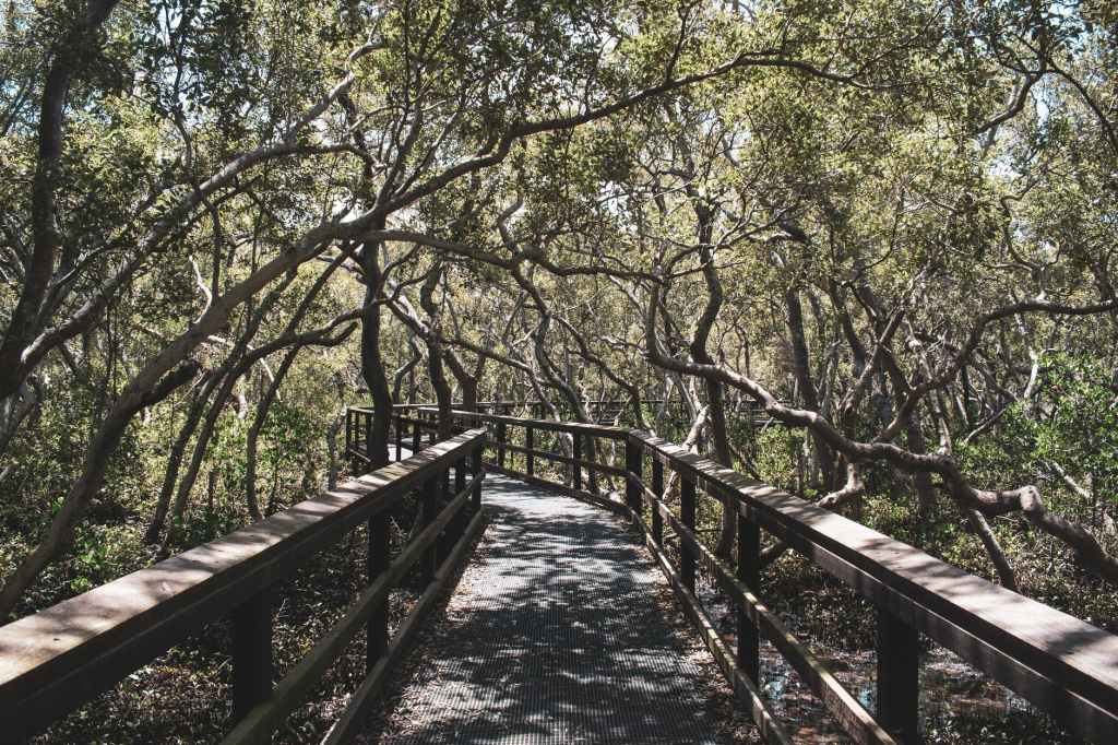 History of Meanjin — a Starting&nbsp;Point