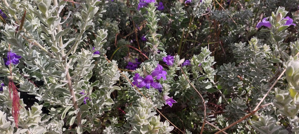 Little purple flowers
